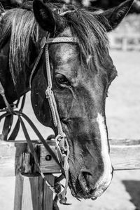 Close-up of horse in ranch