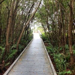 Walkway leading to forest