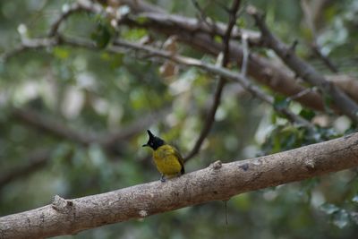 Close-up of bird perching on branch