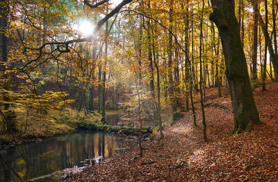 Sunlight streaming through trees in forest during autumn