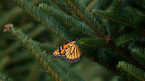 Close-up of butterfly on pine tree
