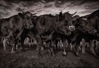 Panoramic view of people standing in a field