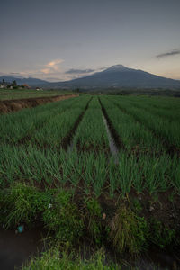 Scenic view of agricultural field against sky