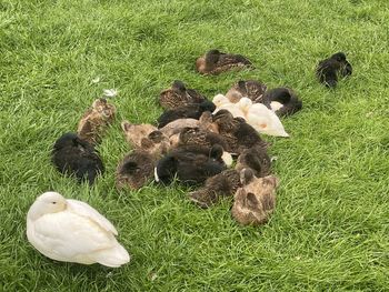 High angle view of birds on field