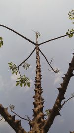 Low angle view of lizard on tree against sky