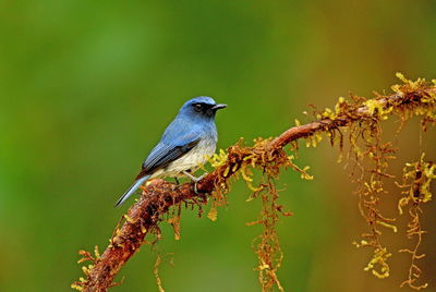 Close-up of bird perching on branch