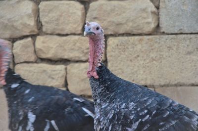 Close-up of bird