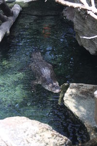 High angle view of fish swimming in lake