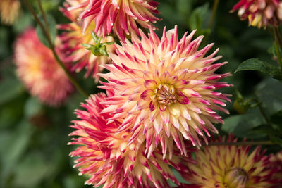 Close-up of pink flowers