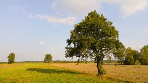 Trees on grassy field