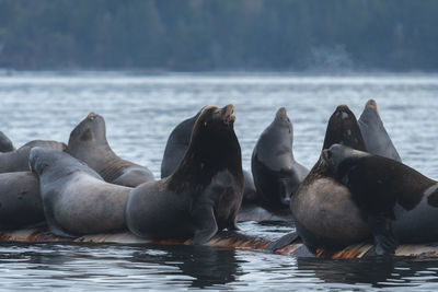 Close-up of sea lions in water