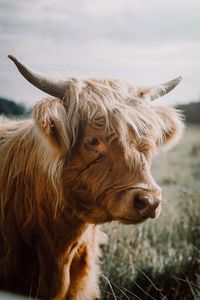 Close-up of highland cattle on field