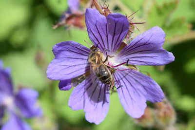 Close-up of bee on purple flower