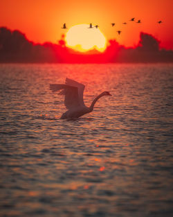 Wild beautiful birds from danube delta, romania. wildlife photography