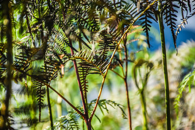 Close-up of palm tree leaves