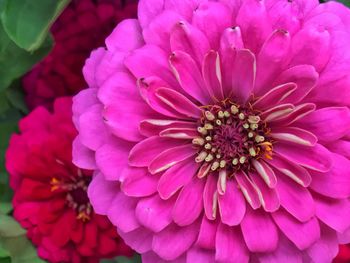 Close-up of dahlia blooming outdoors