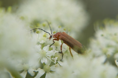 Close-up of insect on plant