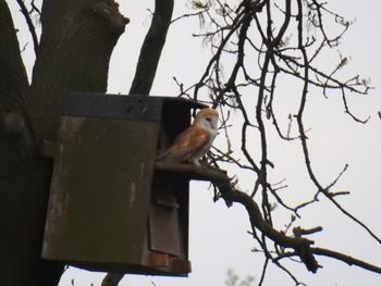Low angle view of bird perching on tree