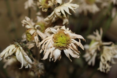 Close-up of white flowers