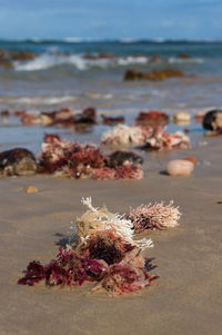 Close-up of seaweed on beach