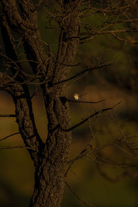 Low angle view of bare tree against sky