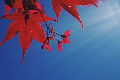 Close-up of red maple leaves against blue sky