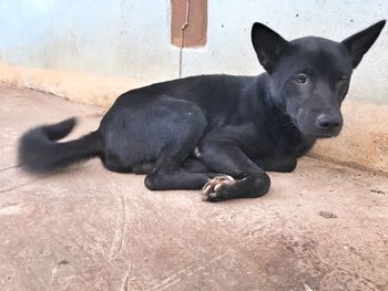 Close-up portrait of black dog