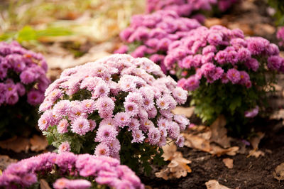 Close-up of purple flowers