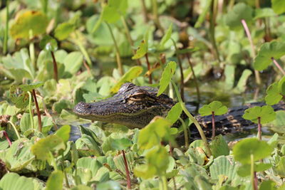 Young alligator in swamp plants sunning head-up lifted