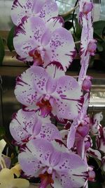 Close-up of pink flowers