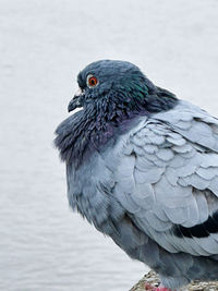 Close-up of bird