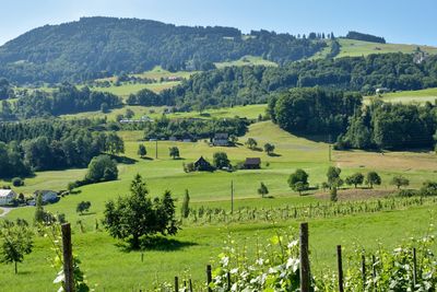 Scenic view of agricultural field against sky