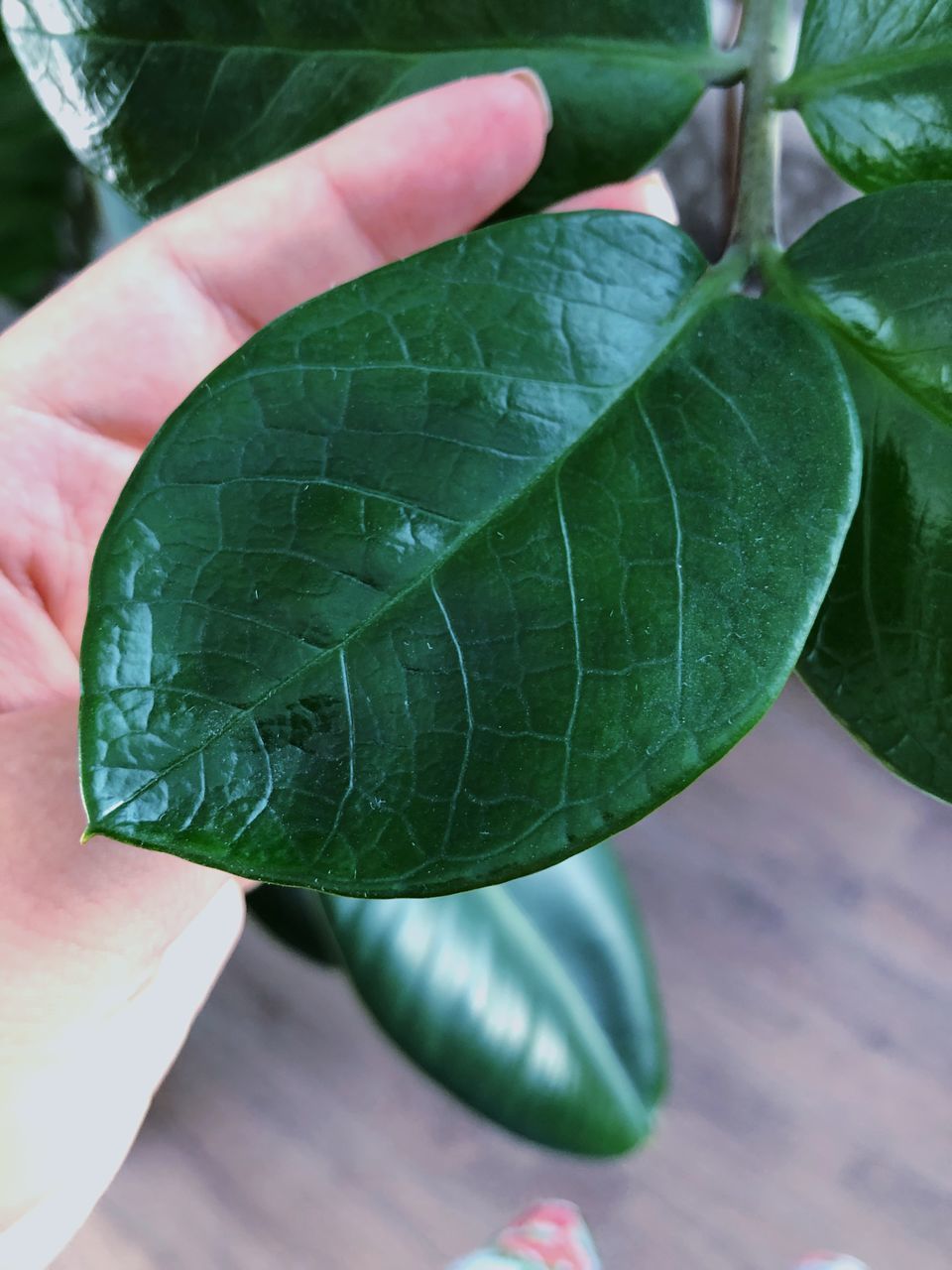 CLOSE-UP OF HAND WITH LEAVES