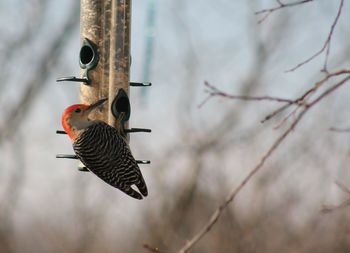 Close-up of woodpecker of feeder