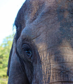 Close-up of elephant