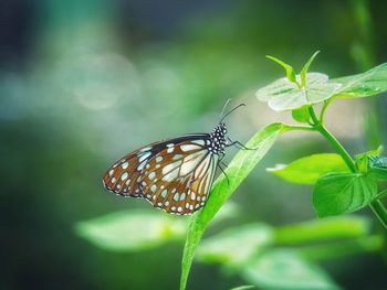 Close-up of butterfly on leaf