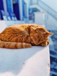 Cat sleeping