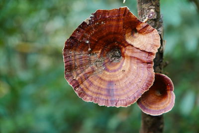 Close-up of mushroom on tree trunk