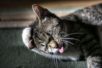 Close-up of cat relaxing on floor