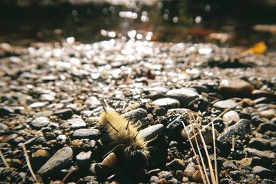 Close-up of dry pebbles on beach