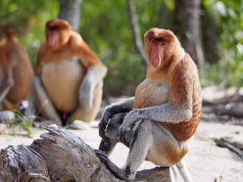 Proboscis monkies sitting on a beach in bako national park