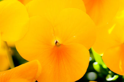 Close-up of insect on yellow flower