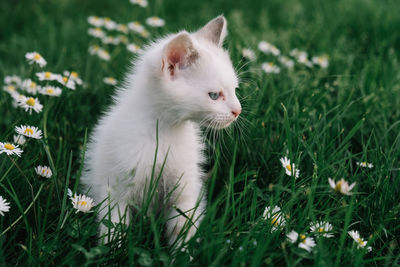 White cat on field