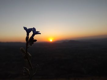 Close-up of silhouette plant against sky during sunset