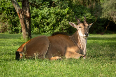 Common eland lies on grass watching camera