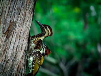 Close-up of butterfly on tree trunk