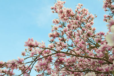 Low angle view of cherry blossoms against sky