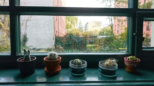 Close-up of potted plants on window sill