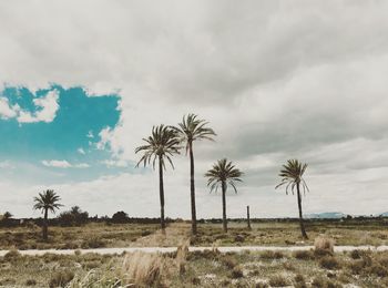 Palm trees on field against cloudy sky