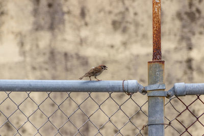 Bird perching on metal fence